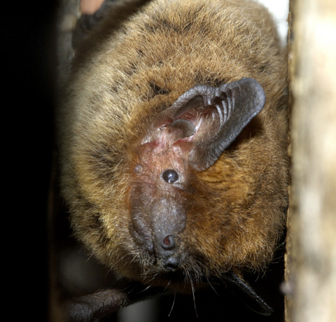 ! Murcia Today - Natural Habitat Of Endangered Bat Species Recovered