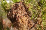 Success in combating processionary caterpillars in Murcia pine woods