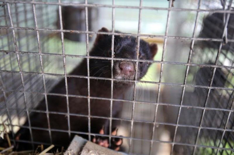 <span style='color:#780948'>ARCHIVED</span> - 1,100 mink culled in northern Spain after one tested positive for Covid