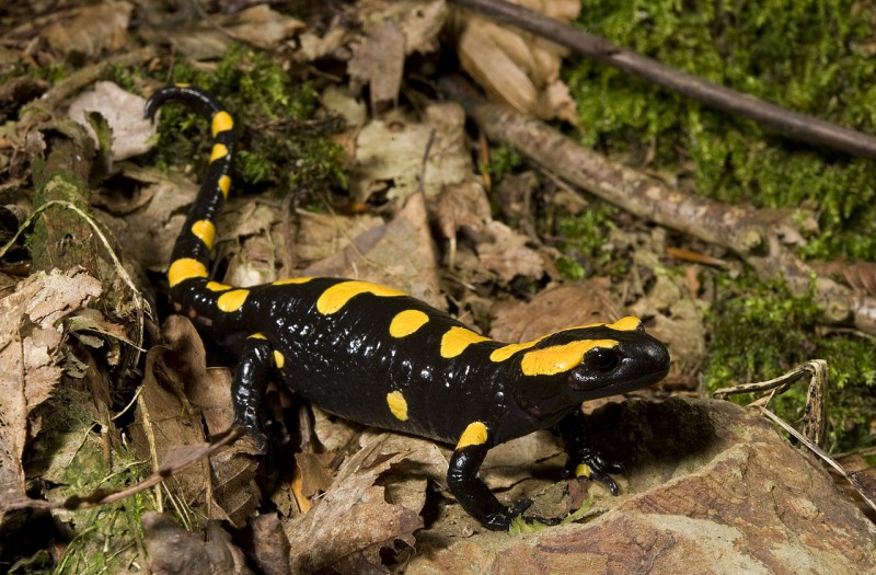 <span style='color:#780948'>ARCHIVED</span> - Rare long-snouted salamander spotted in the Alhambra after 40 year-long absence