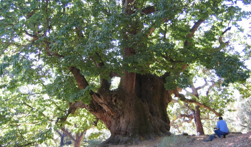 <span style='color:#780948'>ARCHIVED</span> - Andalucia government protects 800 year old chestnut of Istán with Natural Monument status