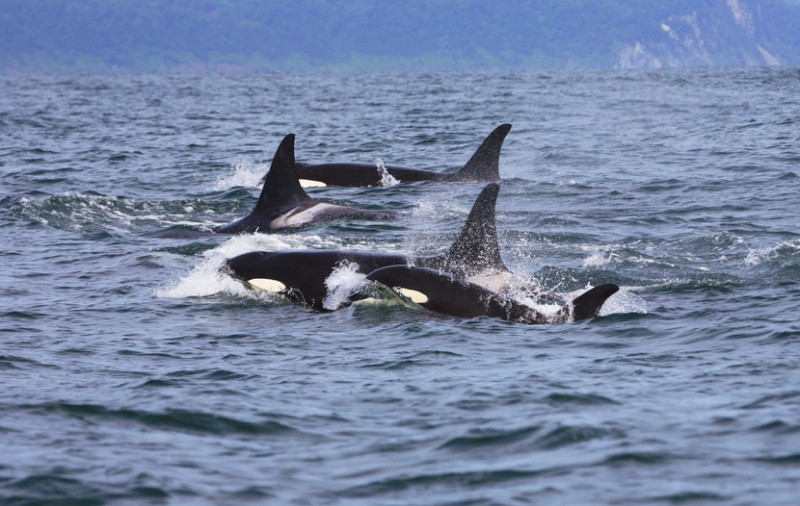<span style='color:#780948'>ARCHIVED</span> - Sailors and fishermen warned to be vigilant as orcas are sighted off the coast of Galicia