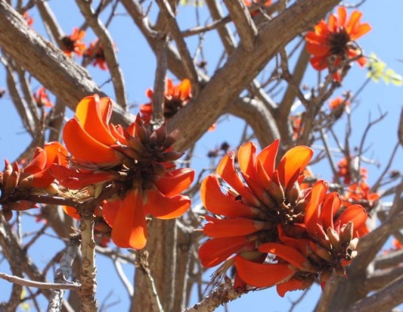 <span style='color:#780948'>ARCHIVED</span> - African coral, plant of the month at Malaga’s fabulous botanical gardens