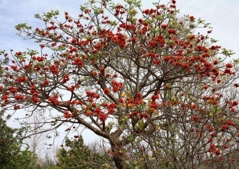 <span style='color:#780948'>ARCHIVED</span> - African coral, plant of the month at Malaga’s fabulous botanical gardens