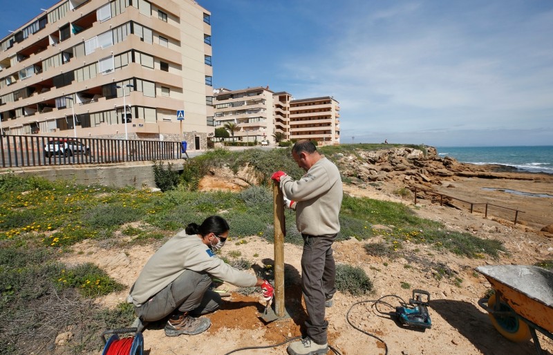 <span style='color:#780948'>ARCHIVED</span> - Torrevieja undertakes conservation work in Cabo Cervera to protect the cat's head jarilla