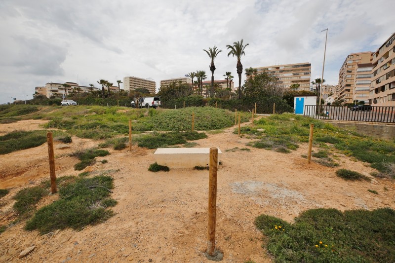 <span style='color:#780948'>ARCHIVED</span> - Torrevieja undertakes conservation work in Cabo Cervera to protect the cat's head jarilla