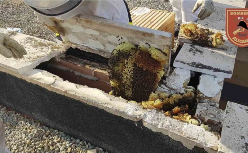 <span style='color:#780948'>ARCHIVED</span> - Firefighters called to remove 90,000 bees from high school in Alicante