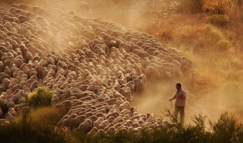 <span style='color:#780948'>ARCHIVED</span> - Huelva province on alert for Brazilian strain of Covid due to outbreak among sheep shearers