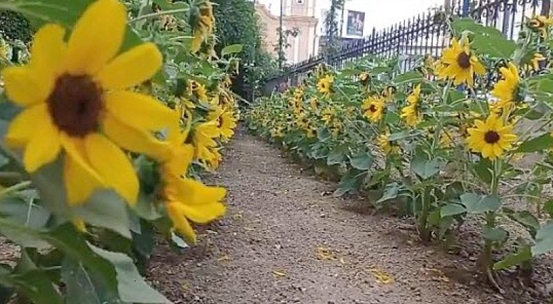 <span style='color:#780948'>ARCHIVED</span> - Sunflowers bask in the Provence sunshine......or is that the Murcian sunshine