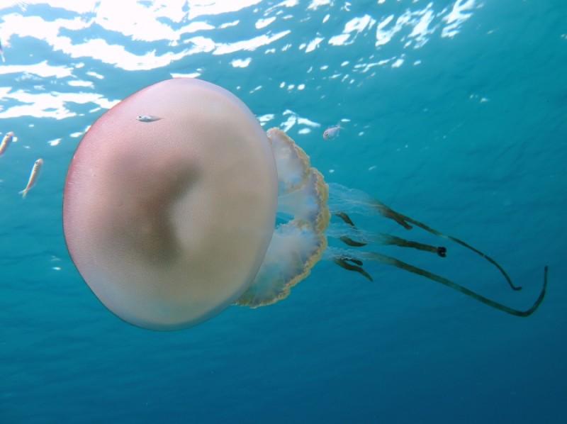 <span style='color:#780948'>ARCHIVED</span> - Rare giant jellyfish spotted off the coast of Granada