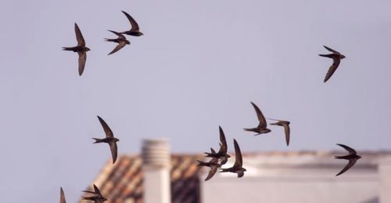 <span style='color:#780948'>ARCHIVED</span> - 9,000 km journey begins as Operation Exit takes swifts from Spain to Africa  for the winter