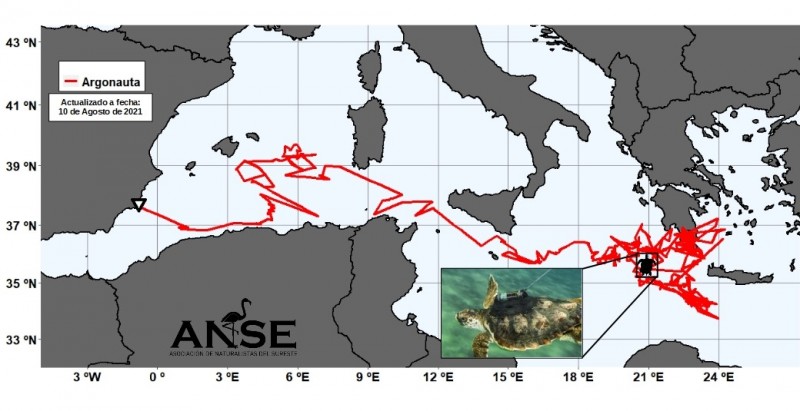 <span style='color:#780948'>ARCHIVED</span> - The 5,000 km journey of Argonauta, one of 21 turtles born in Murcia