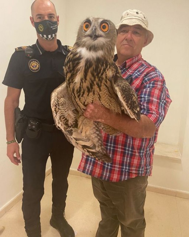 <span style='color:#780948'>ARCHIVED</span> - Injured eagle owl rescued in Albatera, Alicante