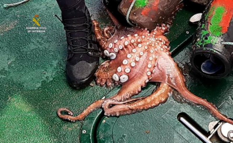 <span style='color:#780948'>ARCHIVED</span> - Police release 265 kilos of octopuses caught by poachers in Santona