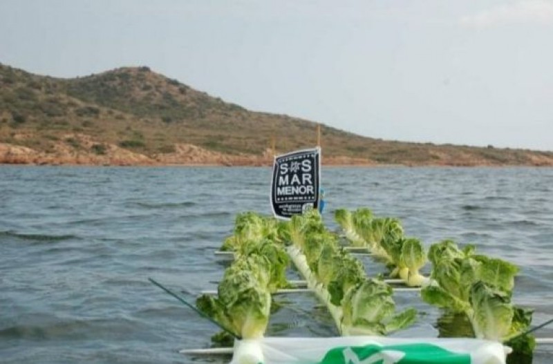 <span style='color:#780948'>ARCHIVED</span> - Murcia activists plant lettuce crop in middle of the Mar Menor