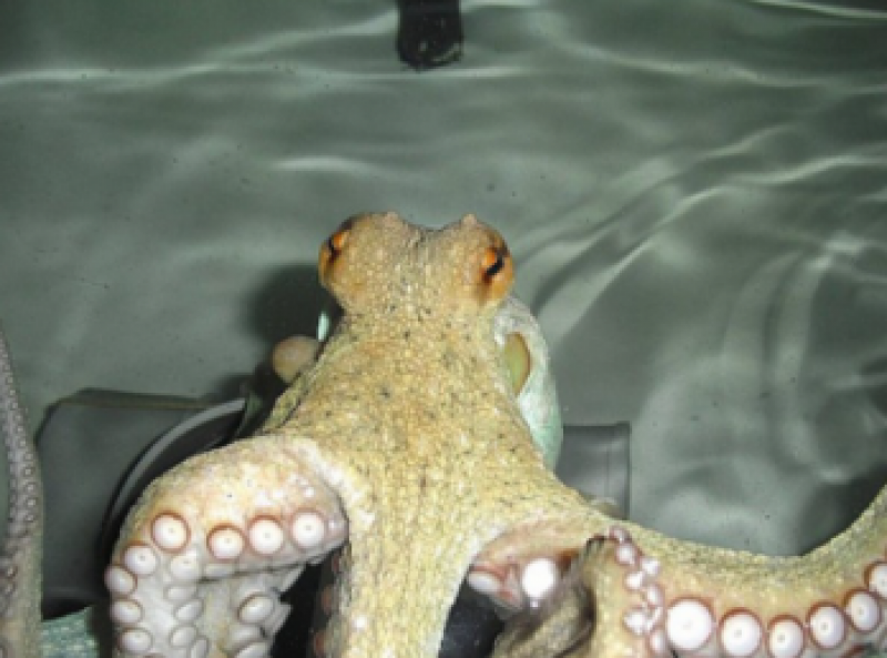 <span style='color:#780948'>ARCHIVED</span> - Spain asked to cease cruel octopus farming