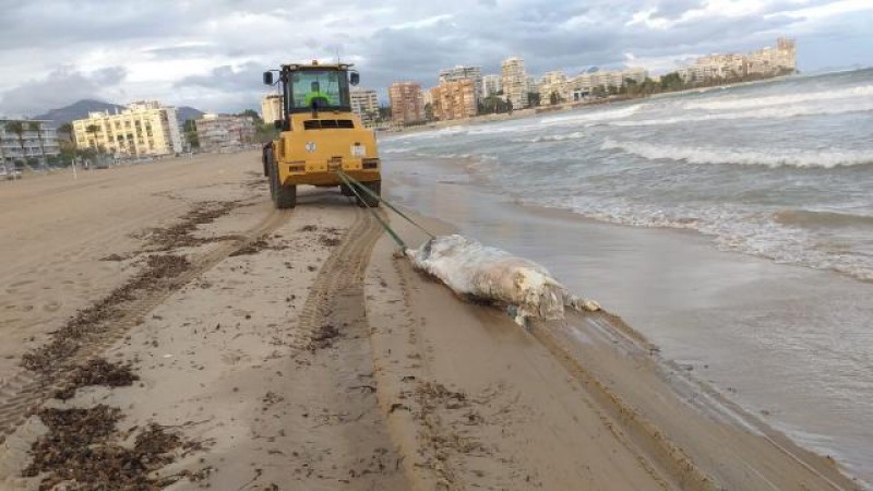 <span style='color:#780948'>ARCHIVED</span> - Dead cow washes up on Alicante beach