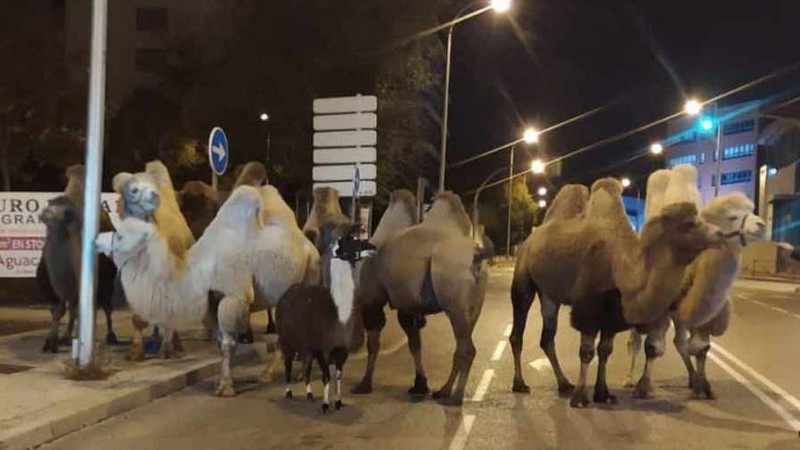<span style='color:#780948'>ARCHIVED</span> - Escaped camels run amok on Madrid streets