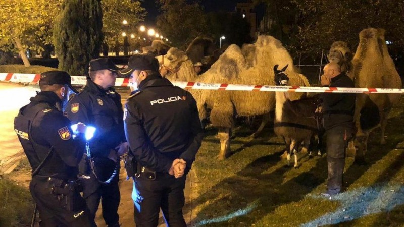 <span style='color:#780948'>ARCHIVED</span> - Escaped camels run amok on Madrid streets