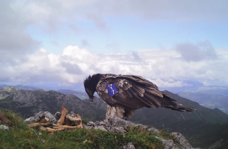 <span style='color:#780948'>ARCHIVED</span> - Bearded vulture returns from brink of extinction in Spain