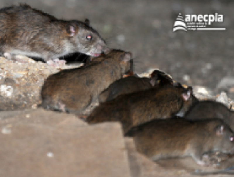 <span style='color:#780948'>ARCHIVED</span> - Black rats threaten to take over Spain