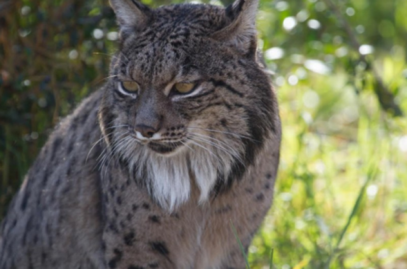 <span style='color:#780948'>ARCHIVED</span> - Spain celebrates World Lynx Day and vows to conserve the population