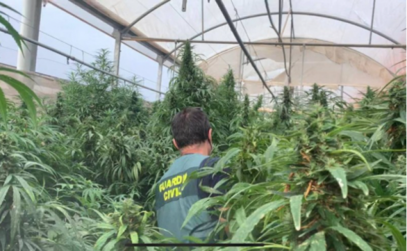 <span style='color:#780948'>ARCHIVED</span> - Spain to work closely with electricity companies to stamp out marijuana plantations