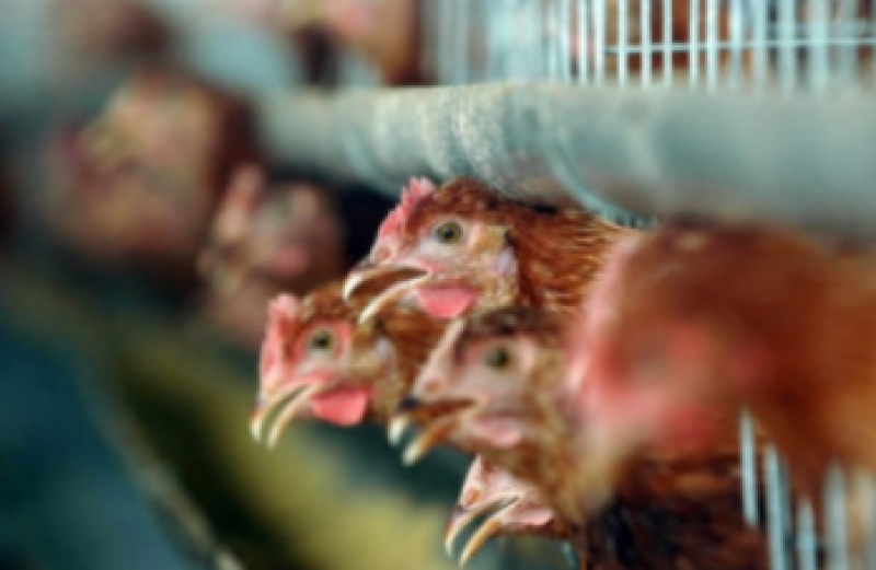 <span style='color:#780948'>ARCHIVED</span> - First bird flu cases discovered in Spain