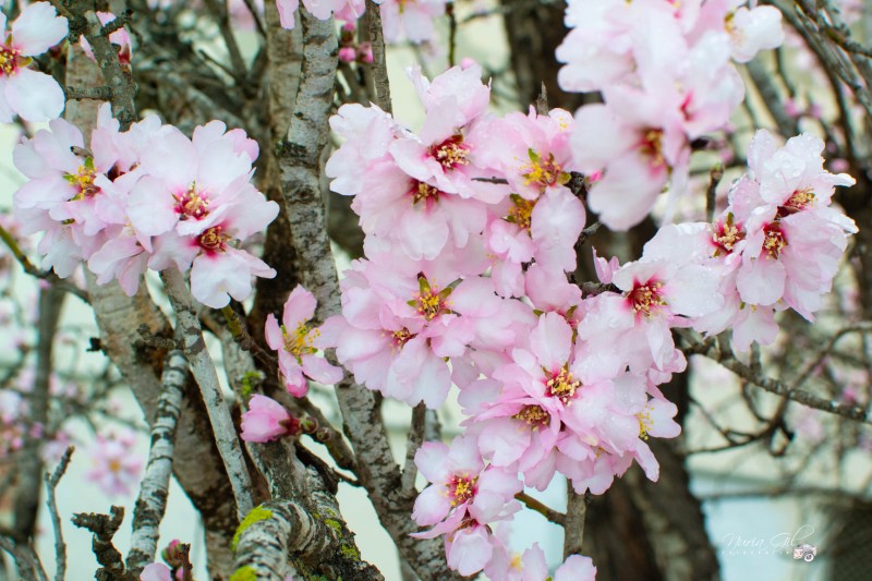 <span style='color:#780948'>ARCHIVED</span> - Warm winter brings early almond blossoms in Orihuela