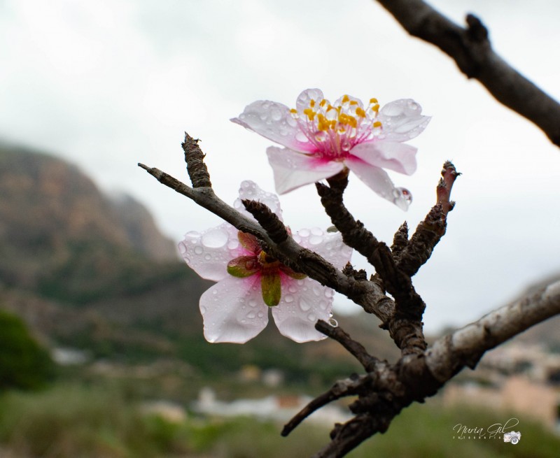 <span style='color:#780948'>ARCHIVED</span> - Warm winter brings early almond blossoms in Orihuela