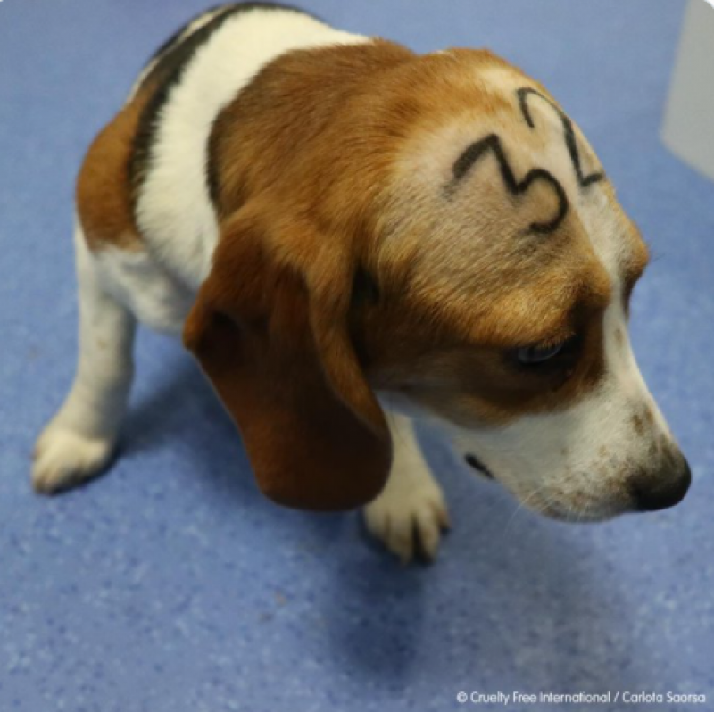 <span style='color:#780948'>ARCHIVED</span> - Beagle puppies to be sacrificed in animal testing trial in Spain
