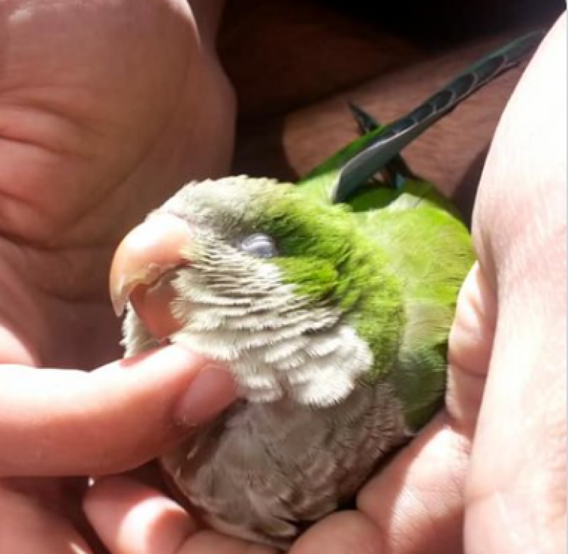 <span style='color:#780948'>ARCHIVED</span> - More than 2,000 parrots culled in Madrid since May