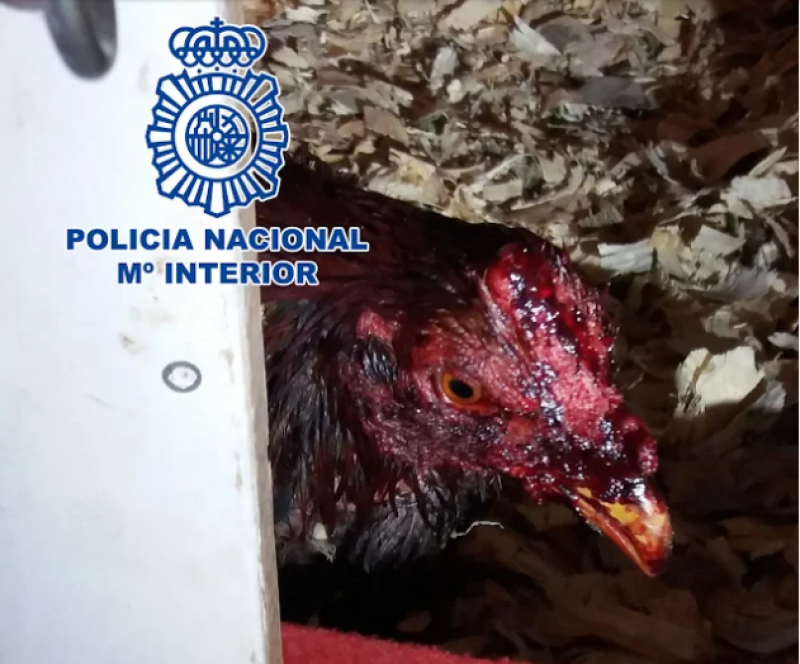 <span style='color:#780948'>ARCHIVED</span> - Almeria man arrested for running illegal cockfighting ring