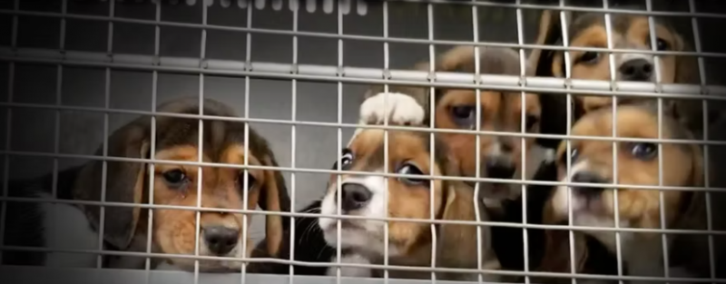 <span style='color:#780948'>ARCHIVED</span> - Six Beagle puppies to be adopted following animal drug trial in Madrid