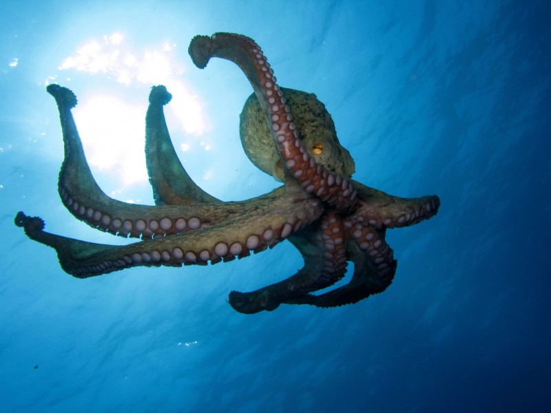 <span style='color:#780948'>ARCHIVED</span> - Spain tries to build first commercial octopus farm in the world amid fierce opposition