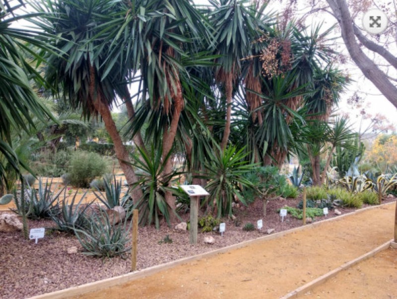 <span style='color:#780948'>ARCHIVED</span> - Free weekday morning group visits to the botanical garden of Mazarron