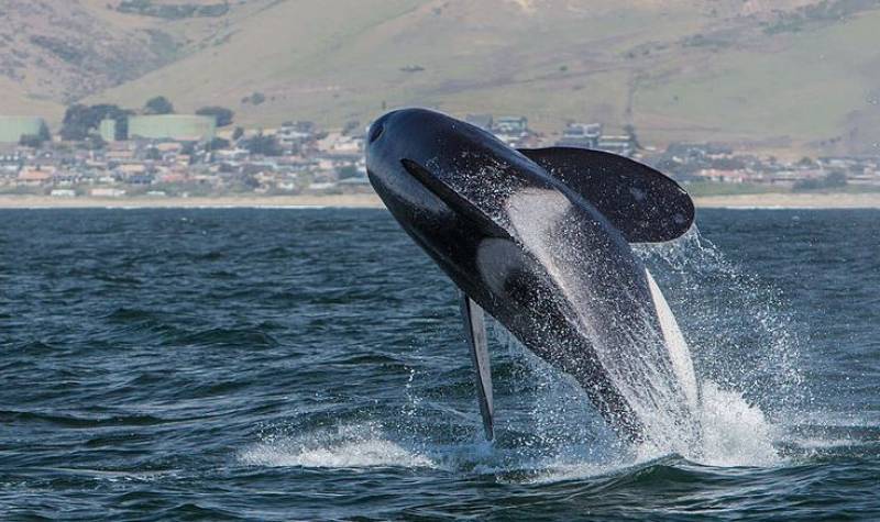 <span style='color:#780948'>ARCHIVED</span> - Catamaran rescued off coast of Cadiz following killer whale attack