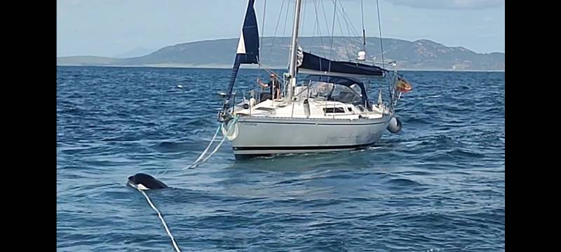 <span style='color:#780948'>ARCHIVED</span> - Spanish sailors reveal what you should do if you meet a killer whale on the water