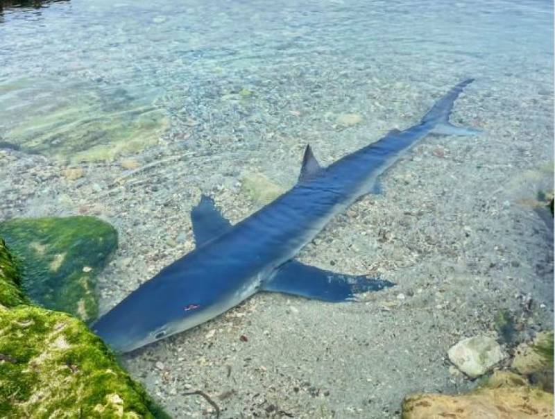 <span style='color:#780948'>ARCHIVED</span> - WATCH: Two-metre long shark shocks bathers off Spanish island coast