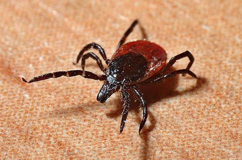 <span style='color:#780948'>ARCHIVED</span> - Alarming increase in hospitalisations due to tick bites in Spain