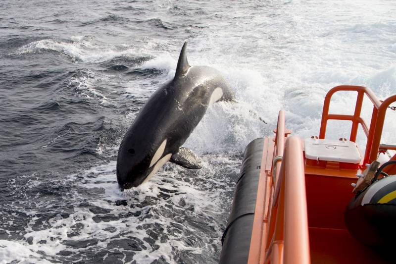 <span style='color:#780948'>ARCHIVED</span> - Two sailing boats towed to port in 24 hours after killer whale attacks in the Strait of Gibraltar