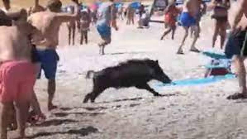 <span style='color:#780948'>ARCHIVED</span> - Recent wild boar attack at Alicante beach will not be the last warns farmers association