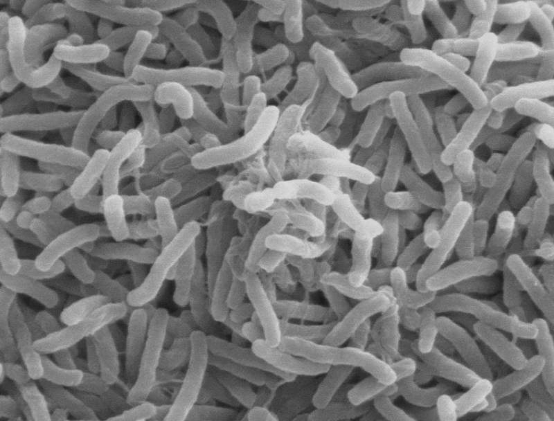 <span style='color:#780948'>ARCHIVED</span> - Spain says its cholera case is not cholera but gastroenteritis caused by cholera bacterium