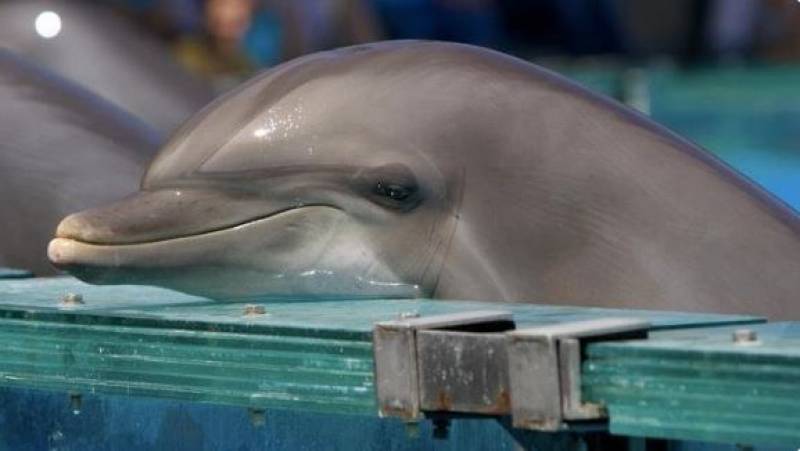<span style='color:#780948'>ARCHIVED</span> - Animal activists demand closure of dolphin parks in Spain