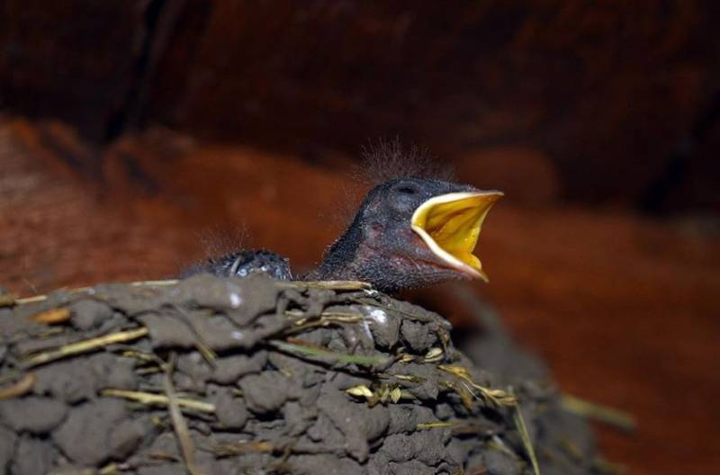 <span style='color:#780948'>ARCHIVED</span> - 200,000 euro fine for destroying swallow nests in Spain