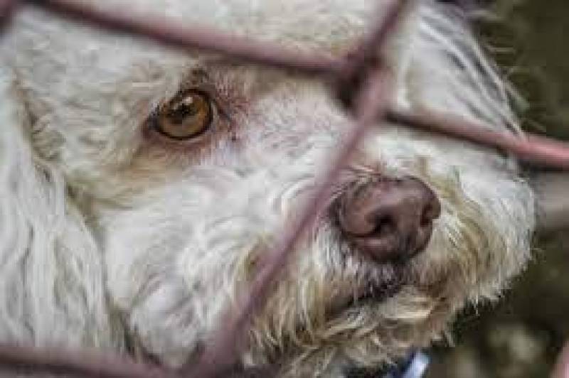 <span style='color:#780948'>ARCHIVED</span> - Murcia launches pet ownership campaign as number of abandoned animals continues to rise