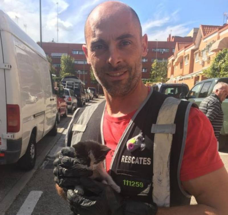 <span style='color:#780948'>ARCHIVED</span> - Madrid firefighter killed in hit and run on the way to rescue a cat