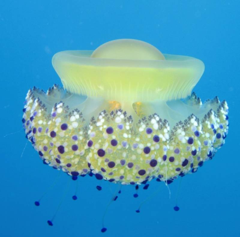 <span style='color:#780948'>ARCHIVED</span> - Aguilas launches information campaign on jellyfish that frequent the coastal waters