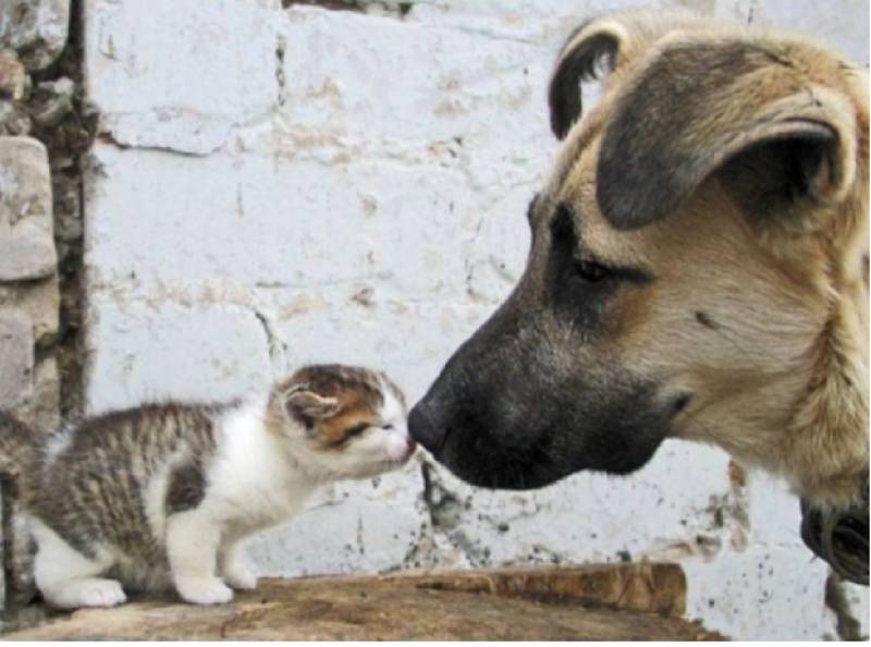 <span style='color:#780948'>ARCHIVED</span> - Half the animals surrendered to shelters in Spain in 2021 have been adopted
