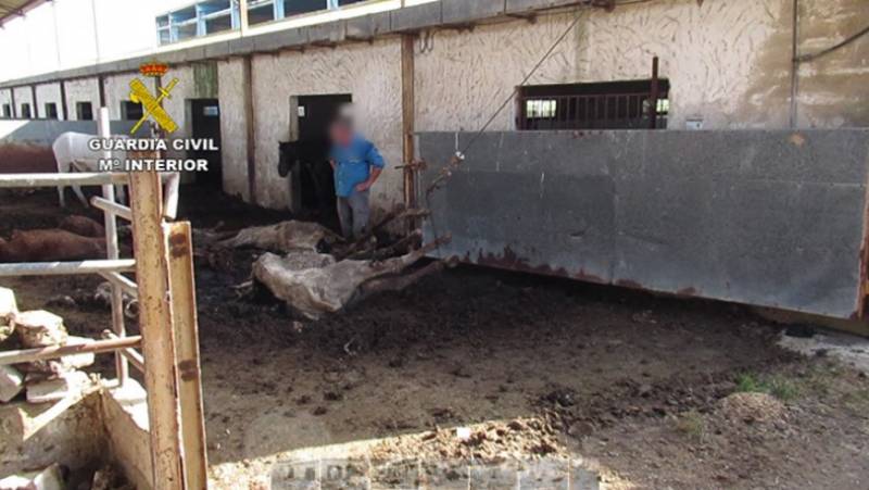 <span style='color:#780948'>ARCHIVED</span> - Horrifying case of animal abuse uncovered at Murcia horse farm